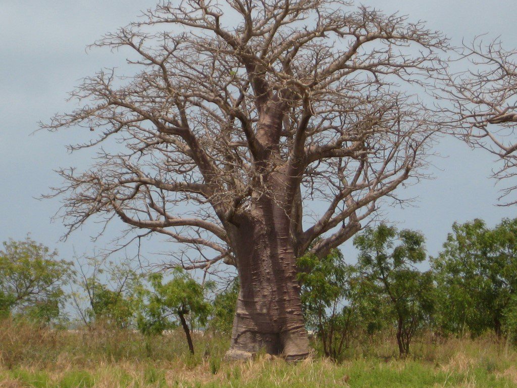 Baobab boom